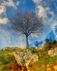 Fototapeta na wymiar lonely tree in the mountains