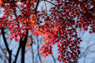 Autumn leaves at Tokyo Japan
