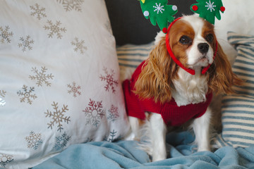Dog cavalier king charles spaniel in red clothes is sitting on the couch. On the head is a...