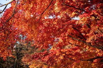 Autumn leaves at Tokyo Japan