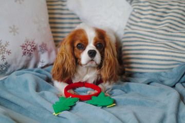 Dog cavalier king charles spaniel in red clothes is sitting on the couch. On the head is a Christmas tree decoration.