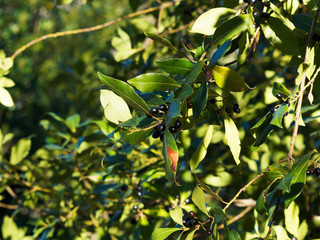 (Laurus nobilis) Aromatic dark green Leaves of true laurel or sweet bay and stems with shiny black berries or drupes