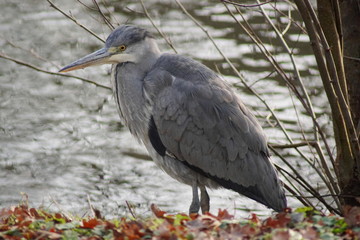 Ein hübscher Graureiher (Ardea cinerea), auch Fischreiher genannt an einem See am Wasser