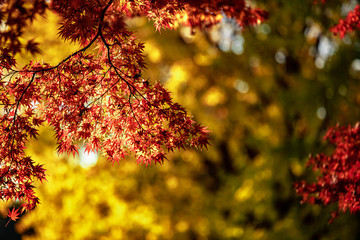 Autumn leaves at Tokyo Japan
