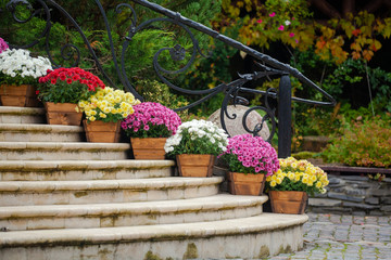 Beautiful chrysanthemum flowers in wooden pots decorate the stairs. Sale of flowers