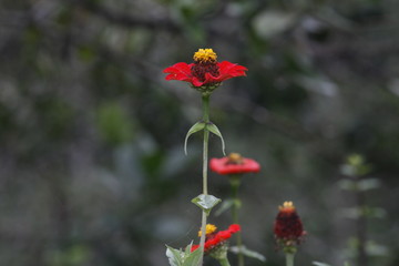 red poppies in a field