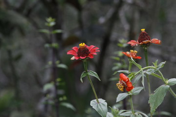 red poppies in a field