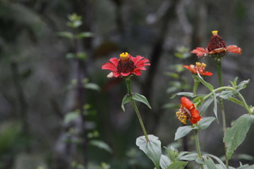 red poppies in a field