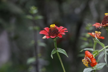 red poppies in a field