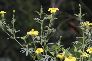 red poppies in a field