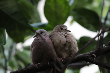 Two birds sitting in a tree
