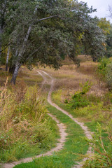 Fototapeta na wymiar Autumn wild forest. Well-trodden path, fallen yellow leaves and yellowed grass