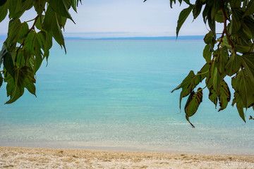 leaves in front of the sea