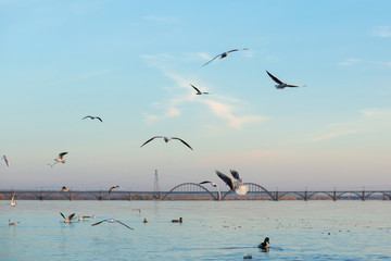 A flock of seagulls on the banks of the city river.