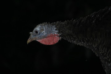 turkey on a farm at night