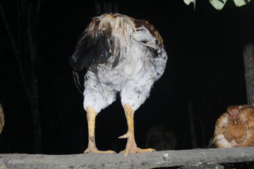 rooster on a farm night