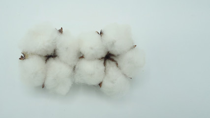 Two Cotton flowers on white background.