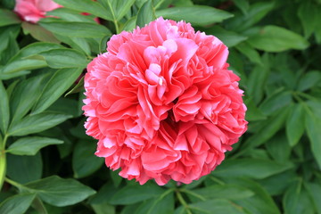 Peony flower. Peonies have been known in the culture of mankind for over 2000 years. Peony (Latin: Paeónia).