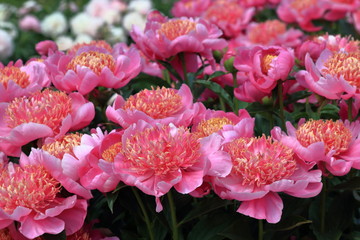 Multicolor peonies. Peonies bloom in spring and are valued for beautiful bright flowers and lush foliage. Peonies have been known in the culture of mankind for over 2000 years. Peony (Latin: Paeónia).