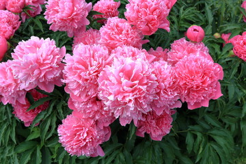 Peonies. Peonies. Peonies bloom in spring and are valued for beautiful bright flowers and lush foliage. Peonies have been known in the culture of mankind for over 2000 years. Peony (Latin: Paeónia).
