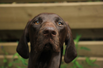 German Shorthaired Pointer