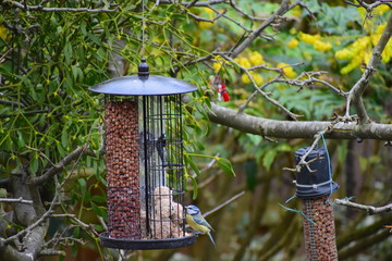 Blue tit Parus caeruleus has greenish back, blue wings and yellow underparts. The head is mainly white with blue cap, dark blue collar which connects to dark eye stripe and bib. The bill is short.