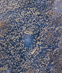 Winter forest of central Russia aerial view