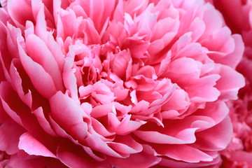 Peony petals. Peonies bloom in spring and are valued for beautiful bright flowers and lush foliage. Peonies have been known in the culture of mankind for over 2000 years. Peony (Latin: Paeónia).