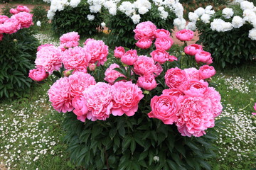 Peonies and buds. Peonies bloom in spring and are valued for beautiful bright flowers and lush...