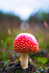 red mushroom