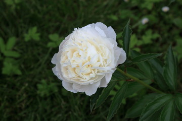 Peony flower. Peonies bloom in spring and are valued for beautiful bright flowers and lush foliage. Peonies have been known in the culture of mankind for over 2000 years. Peony (Latin: Paeónia).