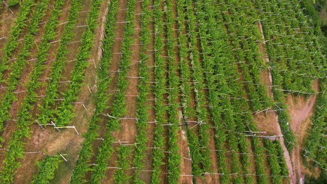 Aerial view of grape fields, flying at vineyards in the mountains of northern Italy. Summer day. Concept of production of mountain varieties of wine, Faver Trento
