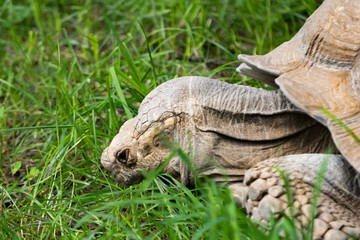 big turtle portrait in the grass