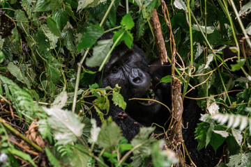portrait of a large male gorilla in the depths of vegetation