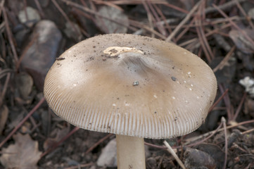 Amanita umbrinolutea autumnal mushroom of strange reddish brown color found in deciduous forest