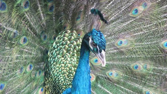 A peacock is ready to mate, he fans out his iridescent tail feathers, known as trains, cinemagraph, only tail feathers move, loopable, seamless, endless