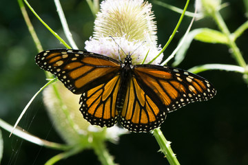 Butterfly 2019-159 / Monarch butterfly (Danaus plexippus)