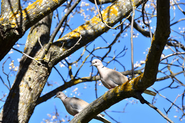 Two doves perched on the branch of a tree in the park in the morning