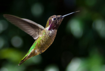 hummingbird in flight