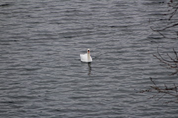 Swan 