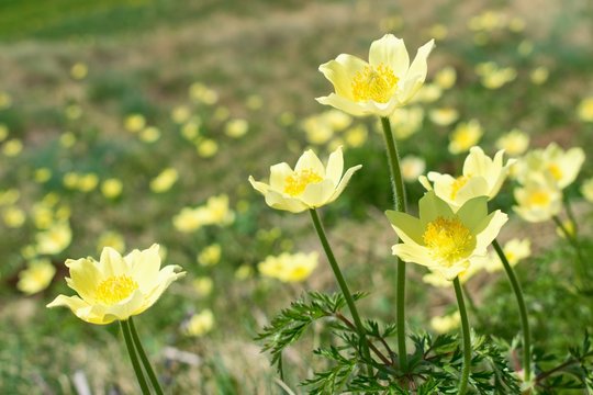 Pulsatilla alpina or Anemone alpina, Wildflowers in the mountain meadow , Dolomites Italy, European Alps