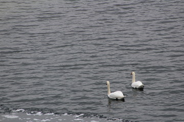 Swan 