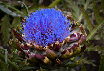 artichoke in bloom