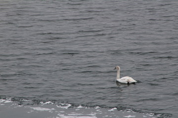 Swan 