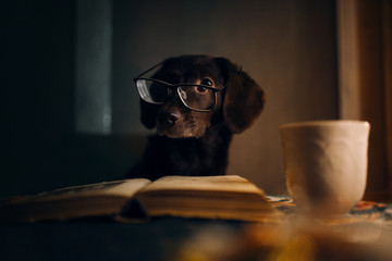 Labrador mix dog read a book at the evening