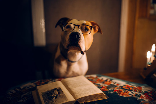 Amstaff dog in glasses read a book at the evening. Smart and clever dog is reading a book at the evening 