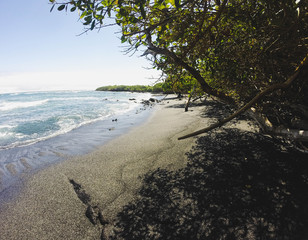 Volcanic beach surrounded by mangroves