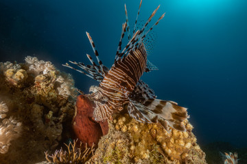 Lion fish in the Red Sea colorful fish, Eilat Israel