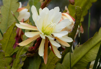 White cactus bloom