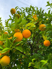 Oranges on a tree. Background from oranges among green leaves.